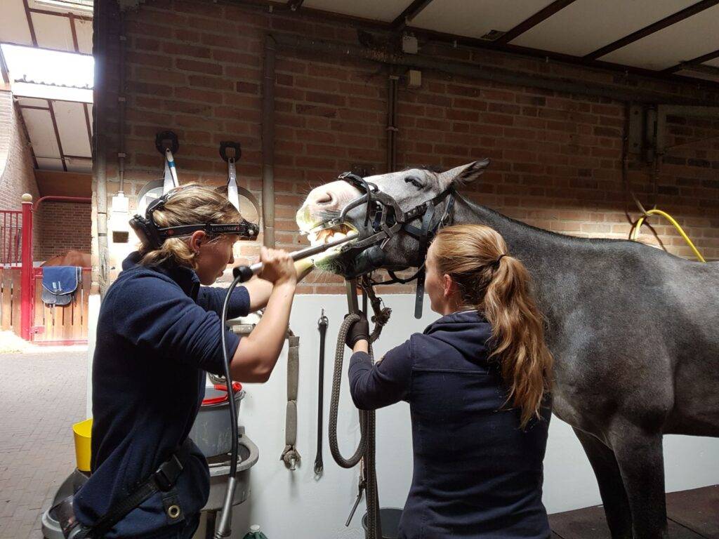 Klant Analyst ICT Dierenkliniek Dennenoord